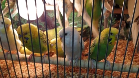 Budgerigars in a cage Stock Footage 116911946