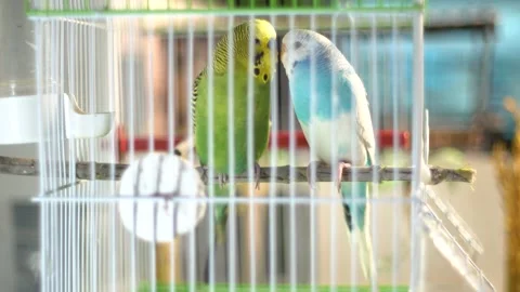 Budgerigars Video stock 173429791