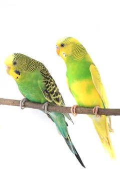 Budgerigars  isolated on white background Foto stock