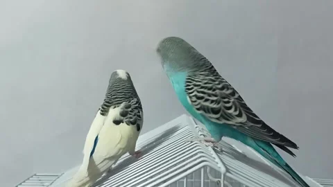 Budgerigars look around Stock Footage 192066485