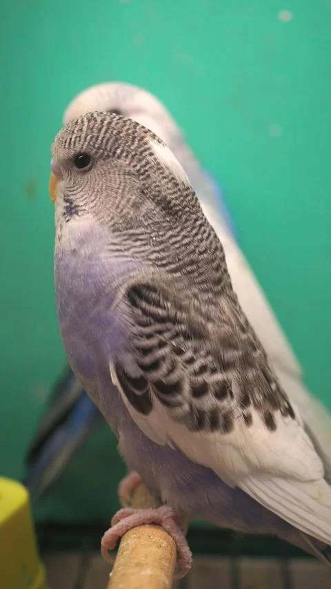 Budgerigars perched in a colorful setting near their cage 動画素材 324772518