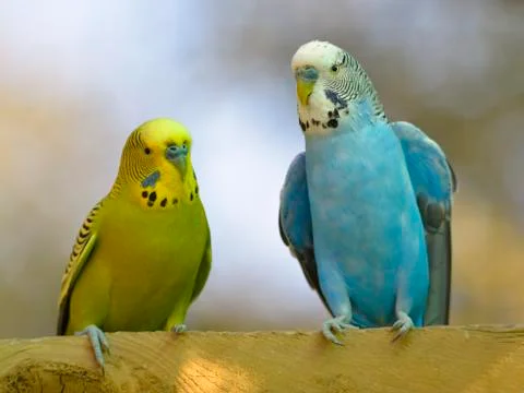 Budgerigars perched Stock Photos