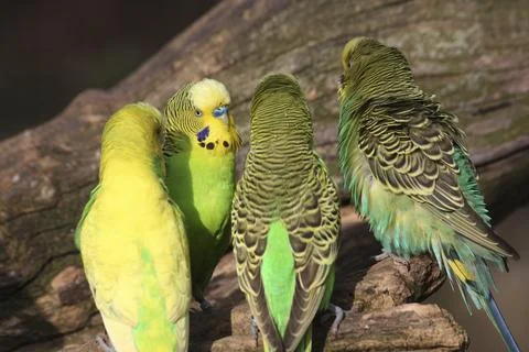 Budgerigars Stock Photos