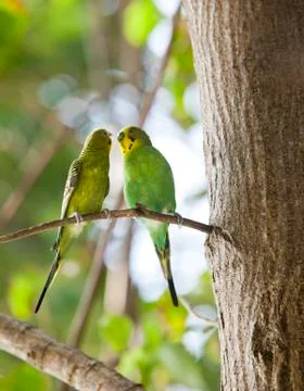Budgerigars , shell parakeet on branch... Stock Photos