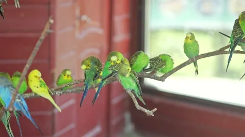 Budgerigars sit on thin branch of tree on private farm Stock Footage 241146865
