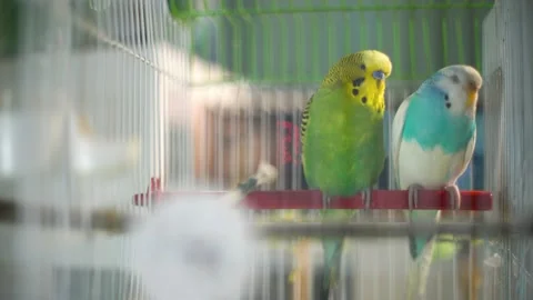 Budgerigars sleep Video stock 173429725