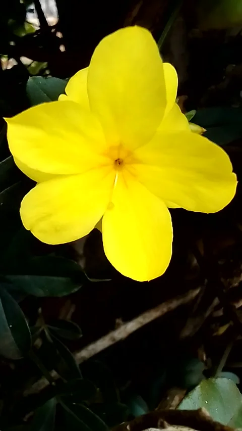 	budget smartphone Video stock 205075865