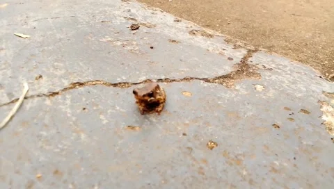 Budget smartphone Video stock 205817126