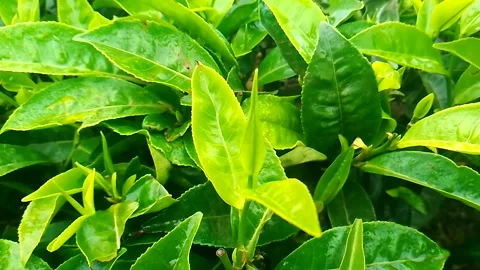 	budget smartphone Video stock 206690778