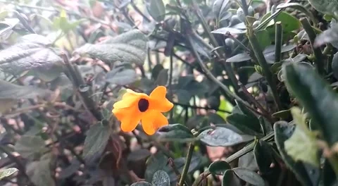 Budget smartphone Video stock 206690981