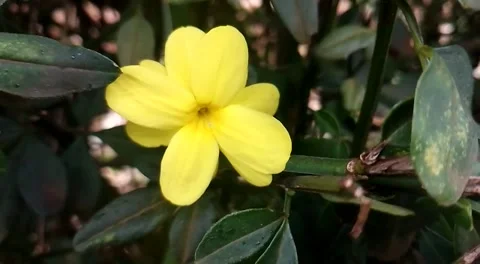 Budget smartphone Video stock 206691154