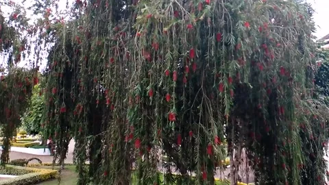 	budget smartphone Video stock 206814158