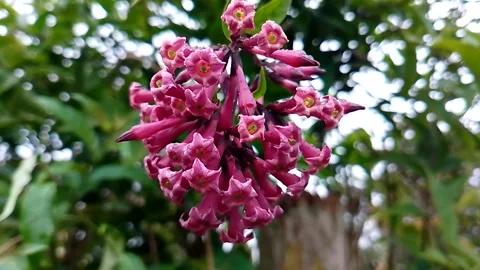 Budget smartphone Video stock 207096351