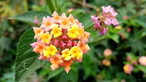 Budget smartphone Video stock 207099701