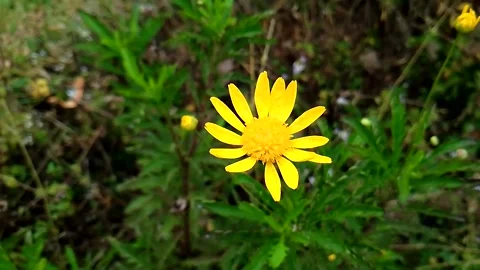 	budget smartphone Video stock 207100269