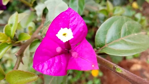 Budget smartphone Video stock 207100483