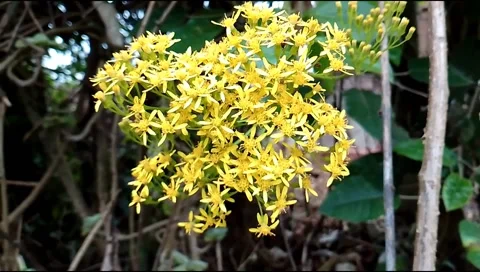 Budget smartphone Video stock 207106416