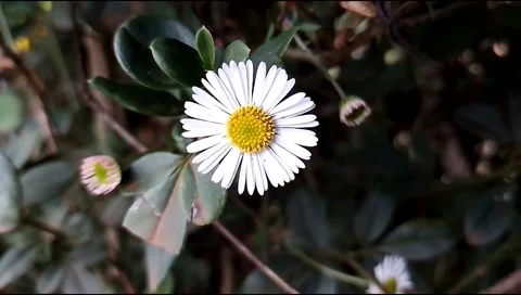 Budget smartphone Video stock 207106664