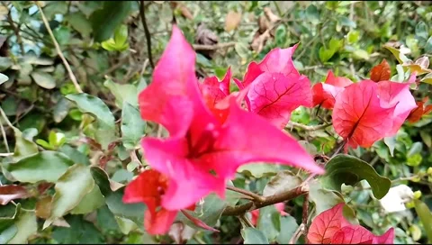 Budget smartphone Video stock 207106783