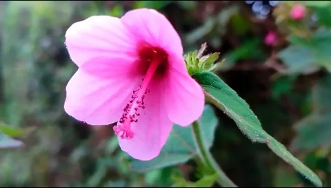 	budget smartphone Video stock 208676415