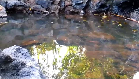 Budget smartphone Video stock 208950680