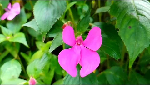 	budget smartphone Video stock 208950700