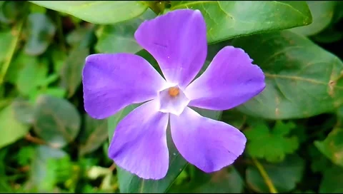 Budget smartphone Video stock 208950809