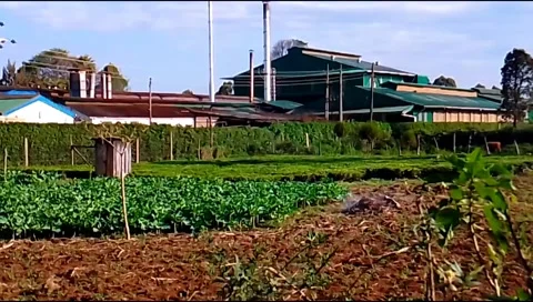 Budget smartphone Video stock 208950818