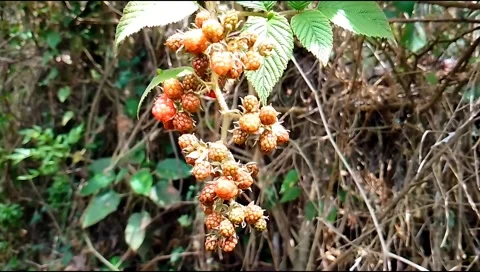 Budget smartphone Video stock 208950820