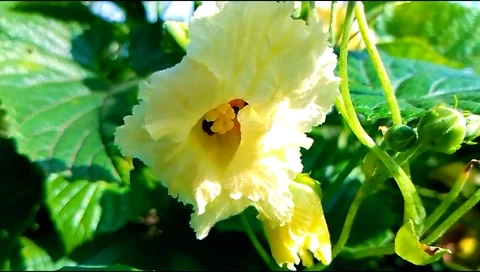 Budget smartphone Video stock 208950895