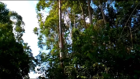 Budget smartphone Video stock 208953596