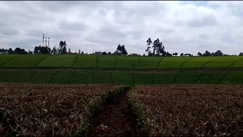 Budget smartphone Video stock 208954036