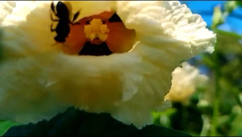 	budget smartphone Video stock 208954498