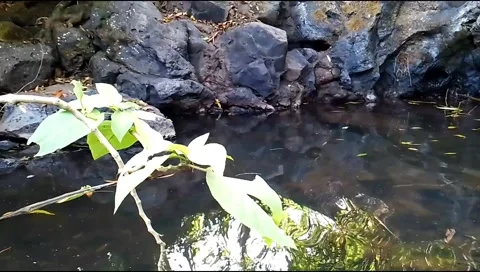 Budget smartphone Video stock 208954731