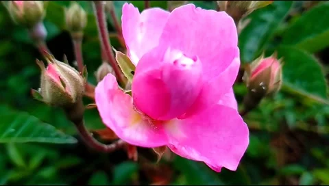 Budget smartphone Video stock 209446980