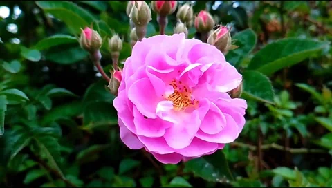 Budget smartphone Video stock 210545577