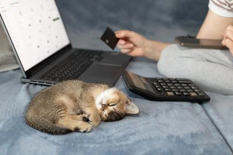 Budgeting for a New Kitten at Home Using Laptop, Calculator, and Card Stock Photos