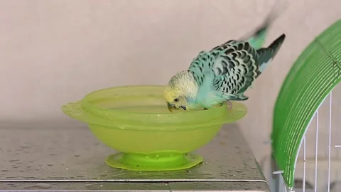 Budgie Birds Stock Video Footage | Royalty Free Budgie Birds Videos | Pond5