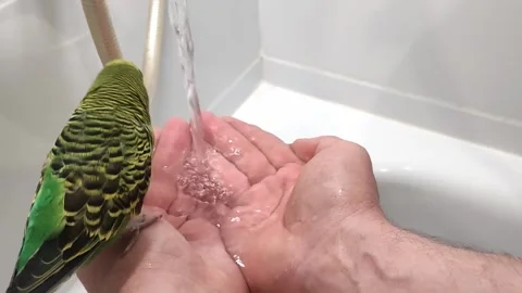 Budgie baths in human hands Stock Footage 241217750