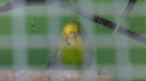 Budgie - blue close up 스톡 동영상 92396
