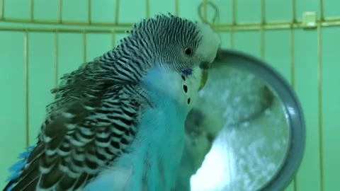 Budgie in a cage close-up Stock Footage 155901346