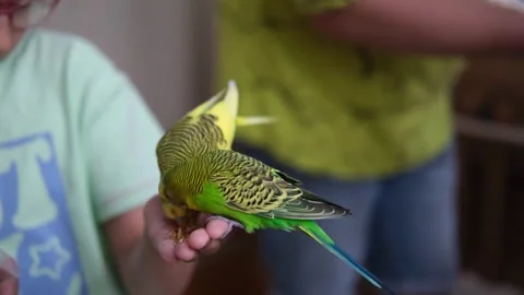 Budgie close-up in a birdcage Stock Footage 247429786