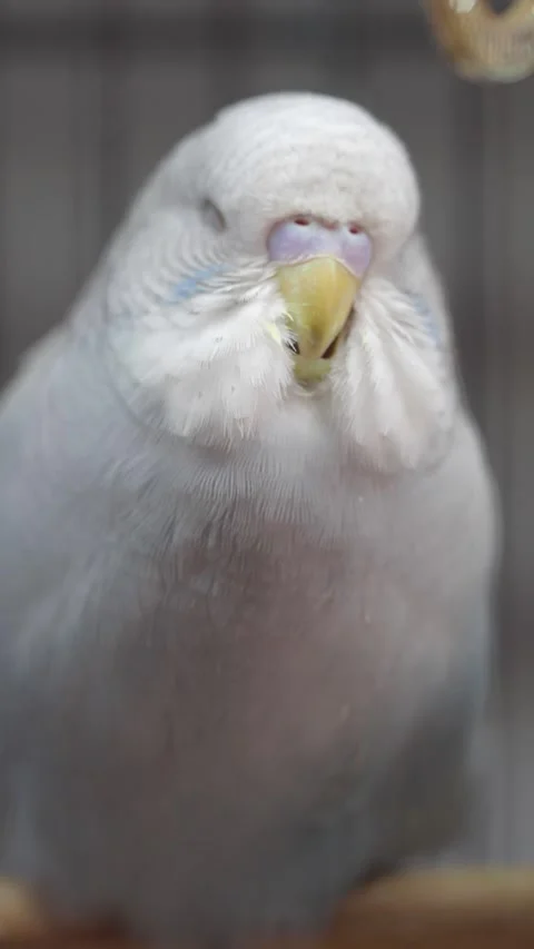Budgie close-up shows cute and colorful personality 스톡 동영상 318766533