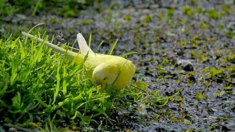 Budgie eating from the grass Stock Footage 327332832