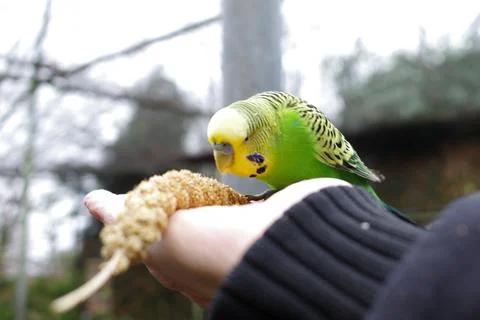 A budgie eats from a hand Stock Photos