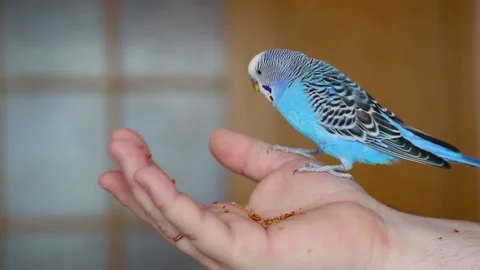 The budgie eats from the owner's hand. Feeding the bird. A tamed parrot. Stock Footage 147684125