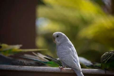 Budgie Feeding Stock Photos