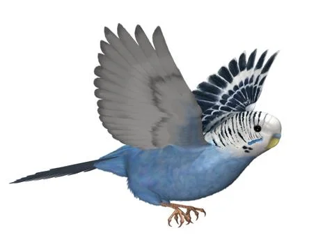 Budgie Flying Stock Illustration