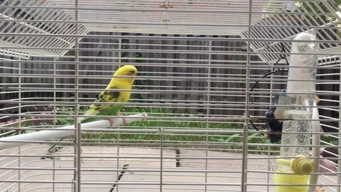 Budgie Video stock 93716819