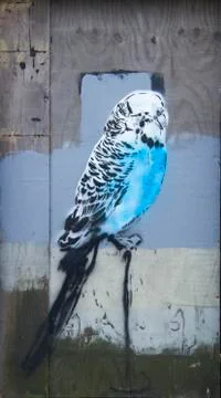 Budgie graffiti Stock Photos